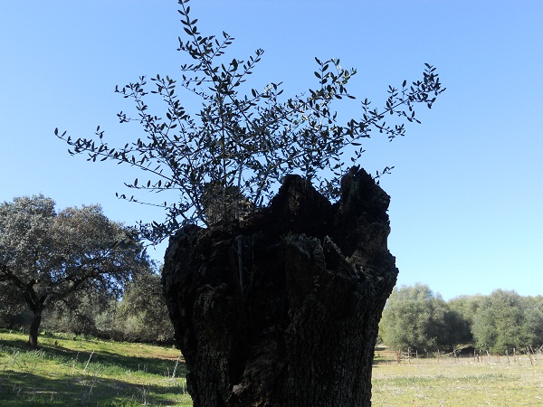 Toribio, un excelente agricultor que lleva muchos años colaborando conmigo, me propuso que fotografiara una encina seca para enviarte su imágen. “Le gustará”, me dijo.

Joaquín