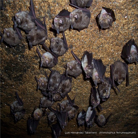 En su ciclo vital los murciélagos pasan anualmente por un período de hibernación,que generalmente se realiza en cavidades naturales o artificiales,en las que la temperatura permanece constante y la humedad muy alta.

Luis Hernandez Tabernero