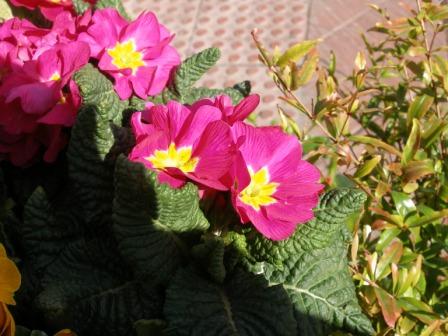 Me llevé una grata sorpresa la última vez que fui a la farmacia habitual de mi barrio, porque habían adornado la entrada con macetas de flores de un colorido atractivo.

José Manuel