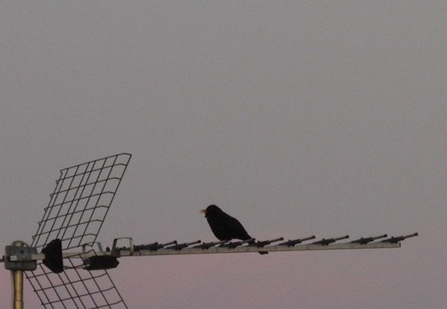 Al atardecer, sobre la misma antena, canta un mirlo. Me ha dicho mi hijo que ponga la foto en la que se le ve cantar, porque, aunque no tiene tanta calidad, es la que a él más le gusta.

Pilar López