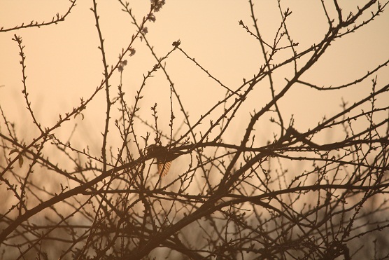 Me acabo de dar cuenta de que las alas del gorrión común, tan pardo, se transparentan al amanecer con el sol.

Mónica Fernández-Aceytuno

