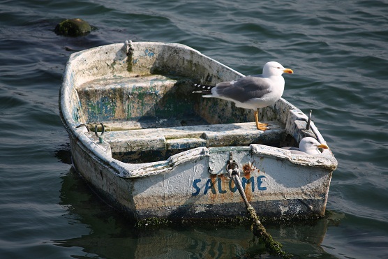 Pareja de gaviotas patiamarillas, al sol, hace una hora.

Mónica Fernández-Aceytuno