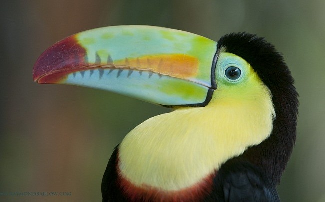 The Toucan was in a large enclosure, the folks there would place them on your shoulder for you, or you head!

Raymond