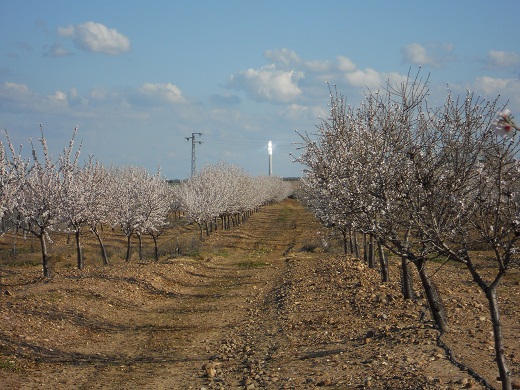 Te adjunto hoy una imágen amable. Se trata de una plantación de almendros de floración tardía, por lo que se han salvado de las heladas.

Joaquín