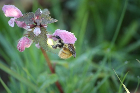 Este abejorro de bosque, Bombus silvarum, estaba anteayer pecoreando las flores rosas de las ortigas hediondas que hay en la valla de mi casa.

Mónica Fernández-Aceytuno