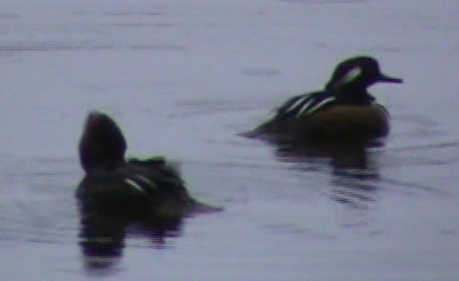 En un lago de Norteamérica en la madrugada del domingo, bajo la lluvia, esta pareja de desconfiadísimos “wood ducks” me dejó sacar unos segundos de vídeo asomado desde la puerta.

Colimbo