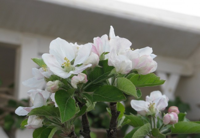 Con las buenas temperaturas que estamos teniendo en los últimos días, ha florecido el ciruelo de mi terraza.

Pilar