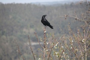 Cuervo atalayando desde lo alto de un cerezo / Aceytuno