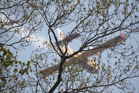 Hidroavión esta mañana en las Fragas del Eume sobre los robles todavía sin las hojas desplegadas.