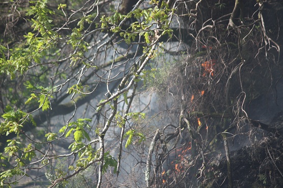 Lloro al ver esta foto en la que se retrata lo que jamás tendría que haber ocurrido: que llegara el incendio al pie de un roble.