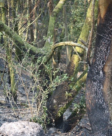 El incendio baja al suelo, como si agachara la cabeza, al llegar a la fraga.

Mónica Fernández-Aceytuno