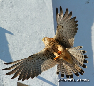 Hace unos días, me comentaba un amigo que en décimas de segundo, delante de ellos, y para disgusto de sus hijos, un cernícalo metió las patas a través de los barrotes de la jaula.

Pedro / Foto: Cristóbal García