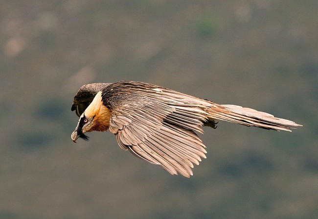 Esa costumbre del quebrantahuesos de romper los huesos de los que se alimenta dejándolos caer al suelo desde las alturas, es rara en el mundo de las aves. MF-A  / Foto: Javier Valladares
