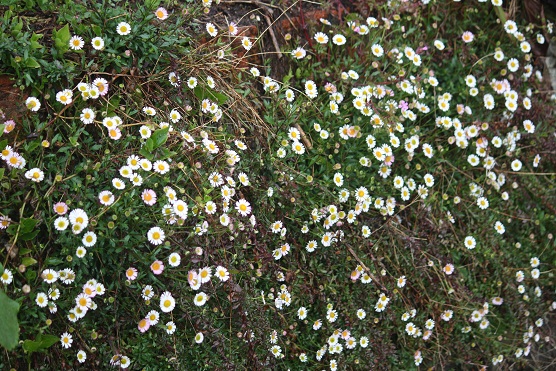 Más aún que las constelaciones en el cielo me gustan esas flores del género Erigeron que salen sobre los muros.

MF-A