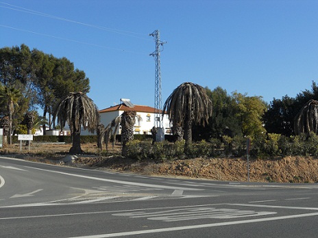 Podrás contar una docena de palmeras muertas, todas las que salen en la imagen, a excepción de la de la izquierda, una Washingtonia, género hasta ahora no atacado por el picudo.

Joaquín