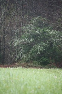 Espino blanco (Crataegus monogyna) / Aceytuno