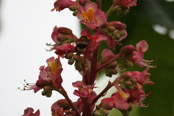 A pesar de la lluvia y del viento este abejorro estuvo ayer libando las flores de los castaños de Indias.

MF-A