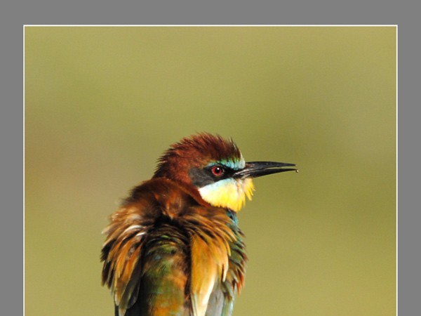 El pájaro de la foto, como se puede observar, presenta la punta del pico ligeramente astillada.

maguilla término incorporado hoy al diccionario