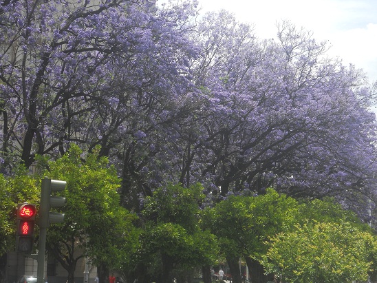 Siempre me pasa lo mismo. Aparecen de repente. Aunque las espero, todos los años me sorprenden sus flores, que surgen de la noche a la mañana o, más bien, de la mañana a la noche.