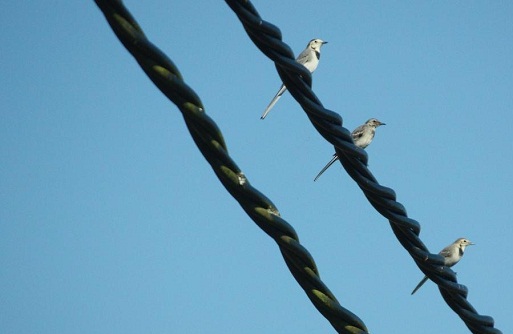 Muchas veces me acuerdo de cómo Bernis fue haciendo, con la ayuda de su mujer, el “Diccionario de nombres vernáculos de las aves”.

MF-A