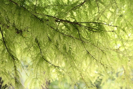 No creo que haya ningún árbol que tenga más claridad entre las ramas que este ciprés calvo.

MF-A