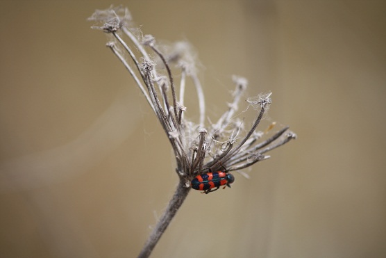 Cuando se agostan las hierbas anuales, los insectos las colorean. MF-A
caldereta término incorporado hoy al diccionario

