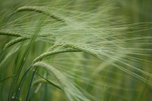 Espigas de la cebada (Hordeum sp.)el 22-6-2012 / Aceytuno