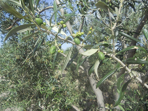 En la imágen se pueden ver dos tipos diferentes de frutos. Los más grandes son aceitunas, los más pequeños, azofairones.Joaquín.
azofairón término incorporado hoy