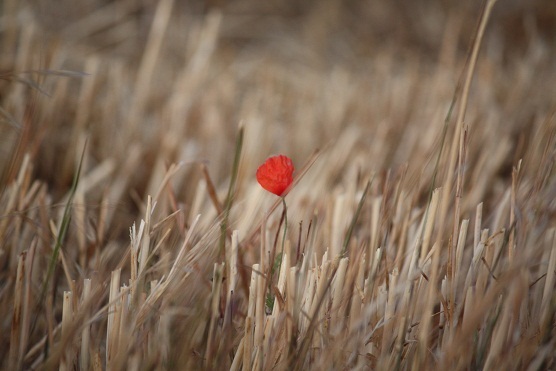 Observando ayer por la tarde esta amapola me di cuenta de por qué no sobrevive el más fuerte.

MF-A