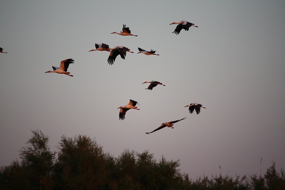 Las cigüeñas blancas al anochecer sobre los bosques de tarayes tienen el color de los flamencos.  MF-A