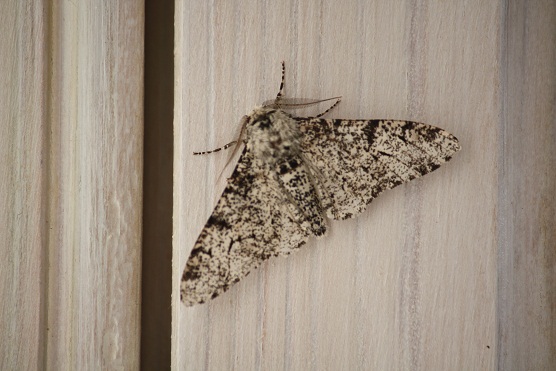 La pureza del aire que respiro ahora mismo viene corroborada por este ejemplar de Biston betularius sobre mi ventana hace unos días.

MF-A

