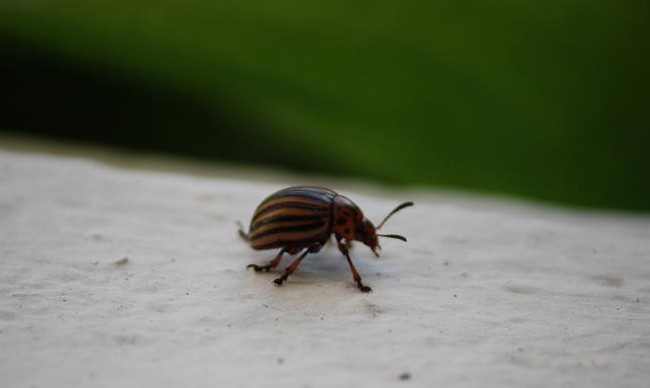 Son diez las líneas que tiene como dibujadas a vuela pluma con un pincel mojado en tinta negra.