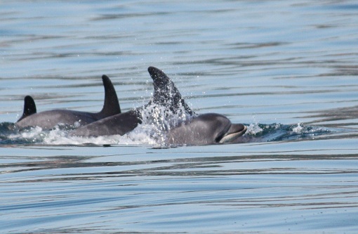 Incluso de noche, salen los delfines mulares a cabalgar las olas con los surfistas./Even at night, the bottlenose dolphins come out to ride the waves with the surfers. MF-A