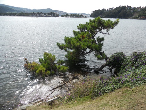 Parece imposible que este pino, cubierto parcialmente por el agua salada en las pleamares del bellísimo Esteiro da Foz de la ría de Vigo, pueda sobrevivir.
Joaquín