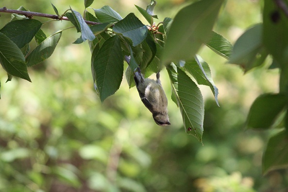 Una familia de herrerillos puede destruir al año 24 millones de insectos./A family of blue tits can annually destroy 24 million insects.
MF-A