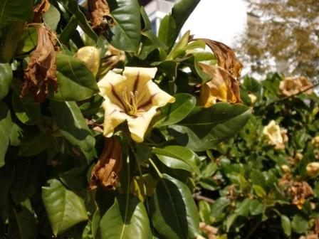 Otra de las plantas que hay en el parque, sin ser un árbol, da una sombra espléndida y unas flores muy llamativas, de trata de la planta Solandra maxima.