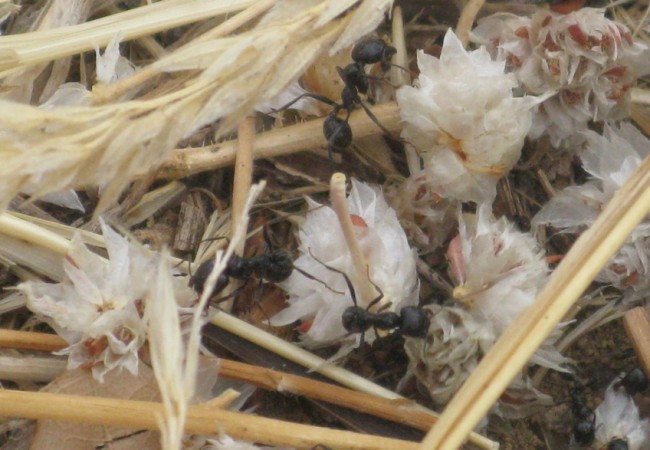 Foto y video de hormigas transportando a su hormiguero flores de Nevadilla que contienen pequeñas semillas.
Pilar López