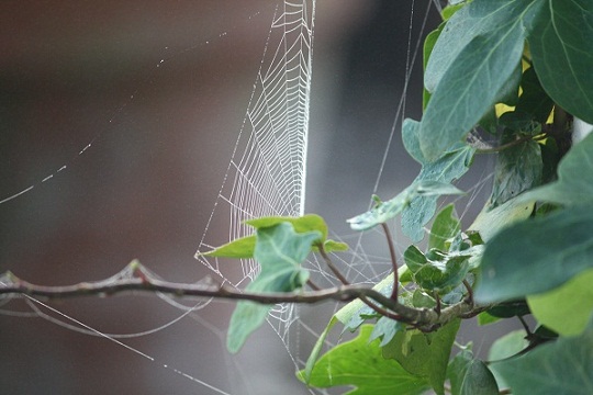 Acaba de venir mi vecino de azotea para decirme que las hiedras que he colocado invaden su terraza.

MF-A