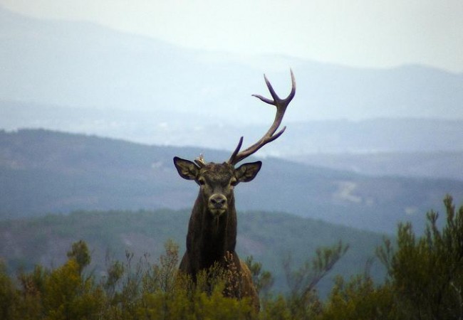 Árbol y animal hacen arte, porque no lo pretenden.
MF-A 

AUTOR DE LA FOTO: Vicente