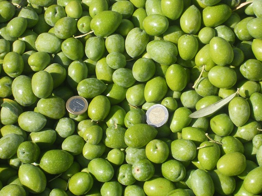 Coincidiendo con la floración del azafrán dorado, hace 15 días comenzamos la recolección de la aceituna de verdeo.