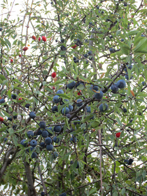 El endrino o espino negro que guardaba las orillas del hermoso biotopo de las Lagunas de la Guardia, se adornaba con sus frutos maduros: las endrinas.
              Sabela