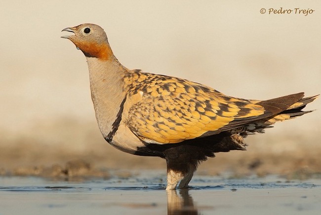 En casi todas las fotos de Pedro Trejo, lo que más me llama la atención son los ojos de las aves.

MF-A