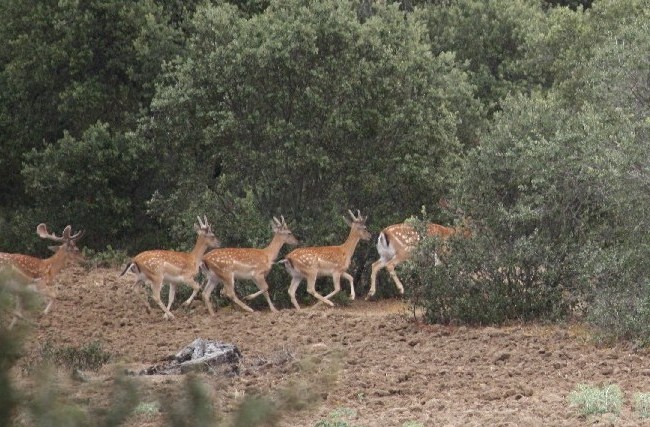 “Este año los trofeos van a ser de menor tamaño. Los venados, no han comido flores”.

golorito término incorporado hoy al diccionario de la Naturaleza