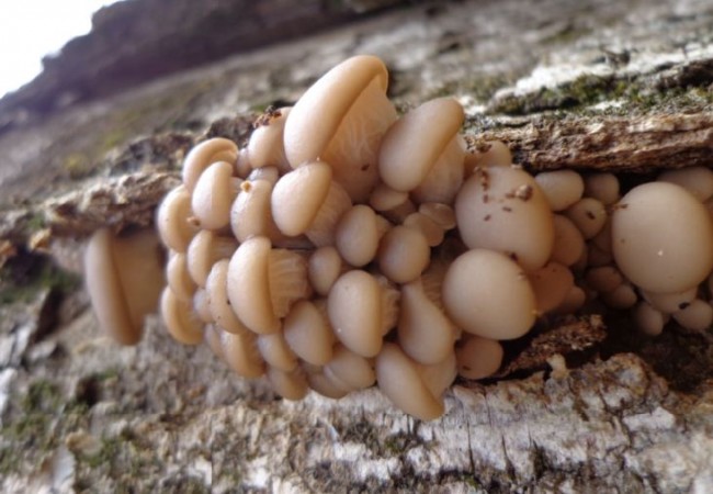 Ayer encontré en un arce seco una colonia enorme de Pleorotus ostreatus, fresquísimos.

Colimbo