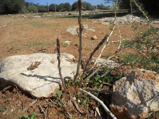 Ha llovido por San Miguel. Un agua tranquila y caladera le ha devuelto la alegría al campo.