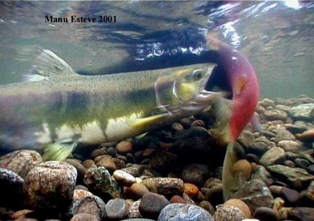 Le imagino soñando con el Urumea y los salmones que deben de estar ya remontando el río como entonces.

MF-A