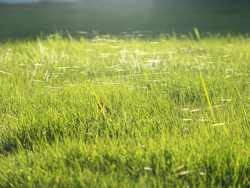 La ciudad es un campo habitado.

MF-A