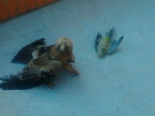 Un águila que en la Isla de la Cartuja de Sevilla venía persiguiendo a  un periquito cimarrón se estrelló contra la fachada de un edificio de oficinas.