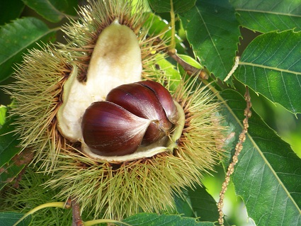 Los mismos que dijeron que no querían plantarlo porque les recordaba el hambre que pasaron…MF-A

flor del agua incorporada hoy al diccionario

