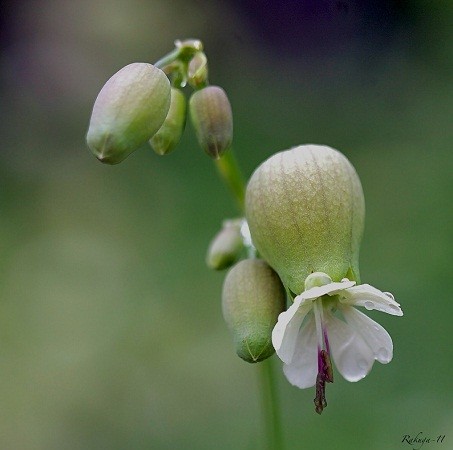 Esa flor de cabeza hueca en la que siempre nos fijamos…
MF-A
Autor de la imagen:Rafael Cuadrado Galán (Rakuga) 
